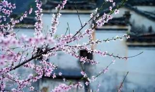 沾衣欲湿杏花雨的下一句